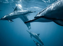 世界杯官方正版-辽宁发球带动拦防收成效 颜妮拦网10分惊艳全场